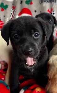 Лабрадори-метиси