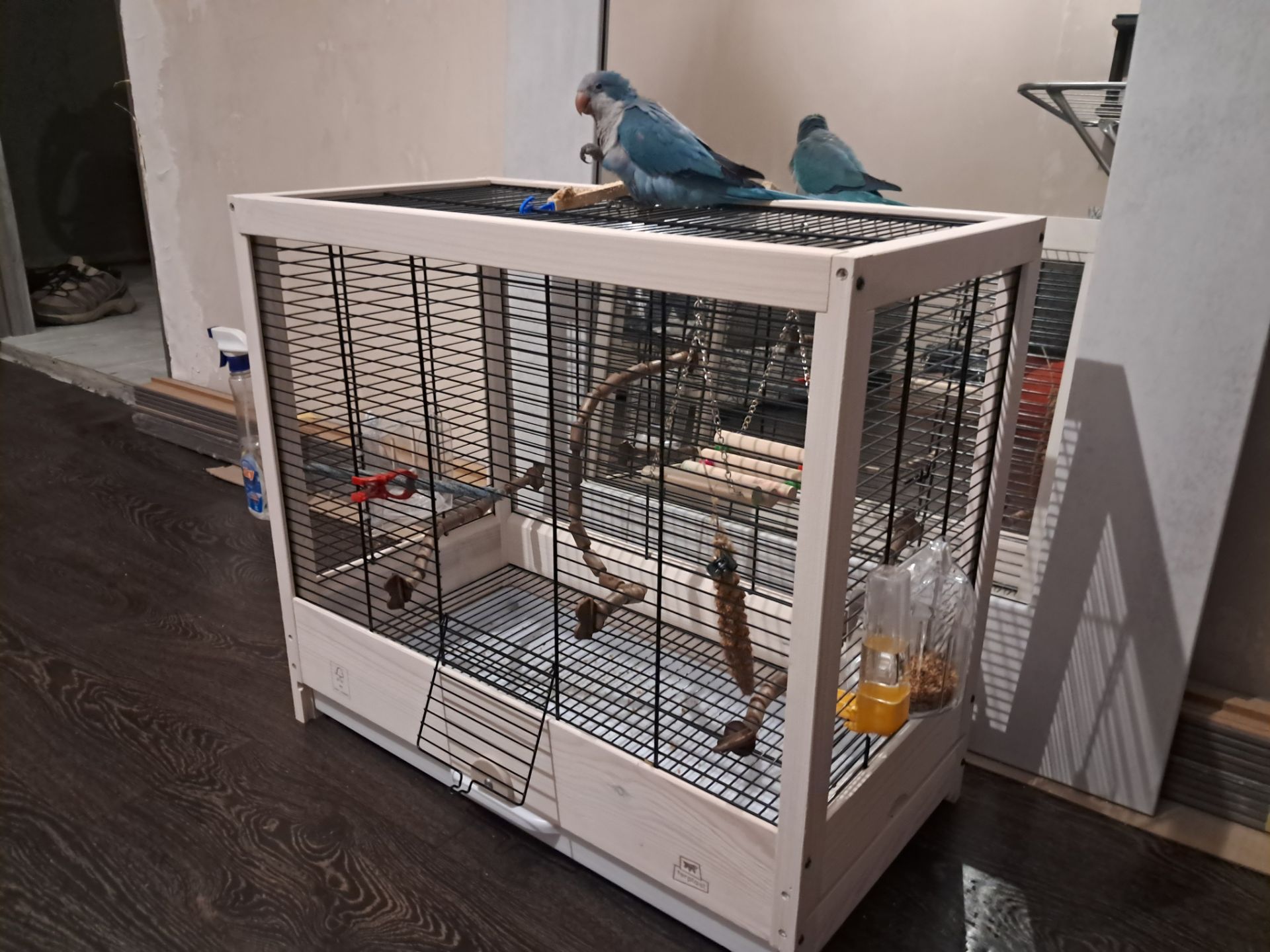 Отдам попугая Калита-Монах