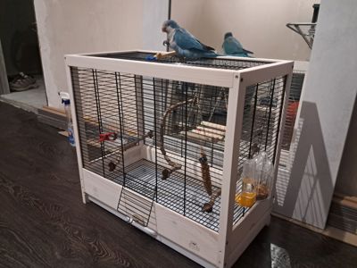 Отдам попугая Калита-Монах