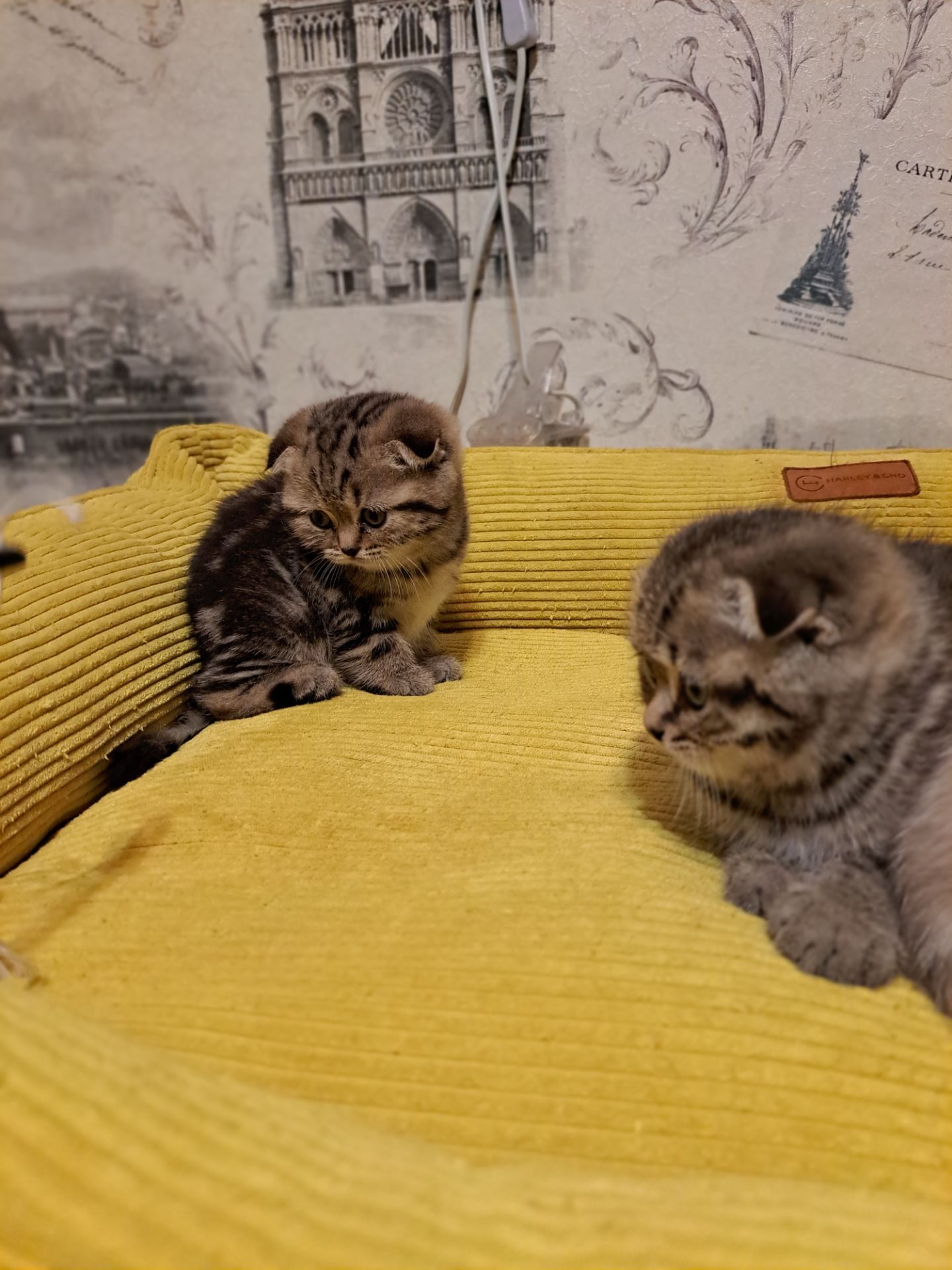 Котята шотландские