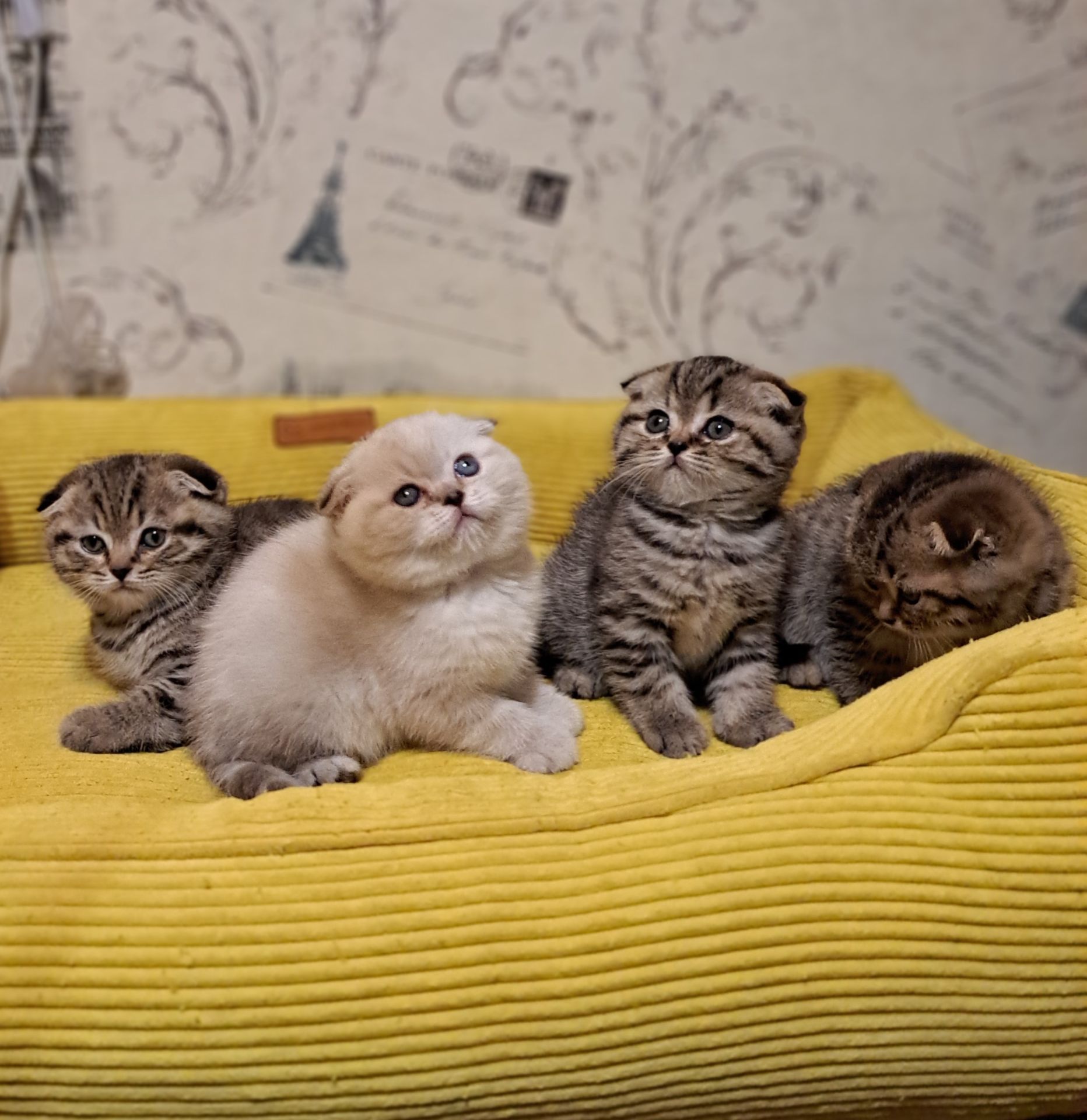 Котята шотландские