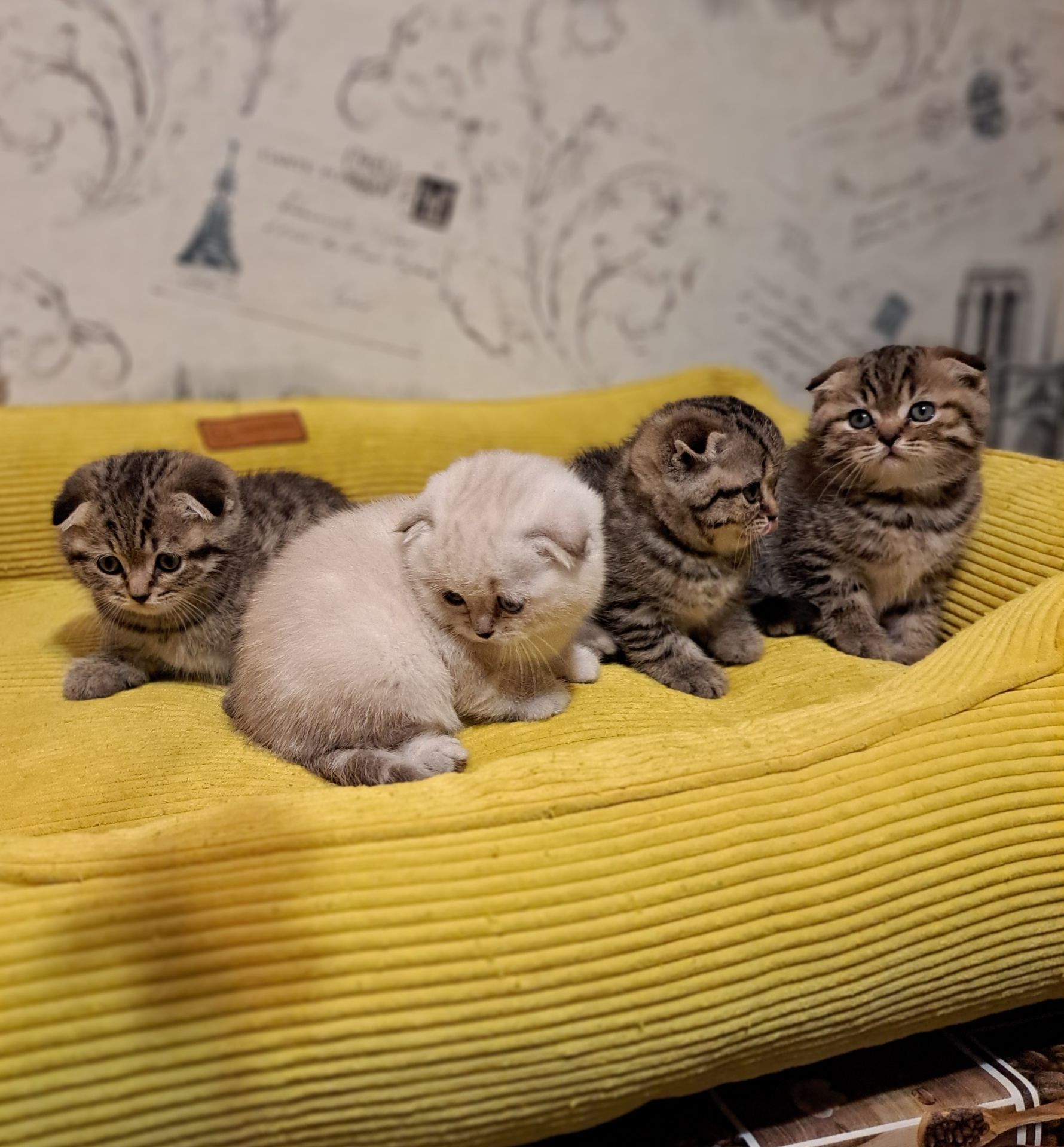 Котята шотландские