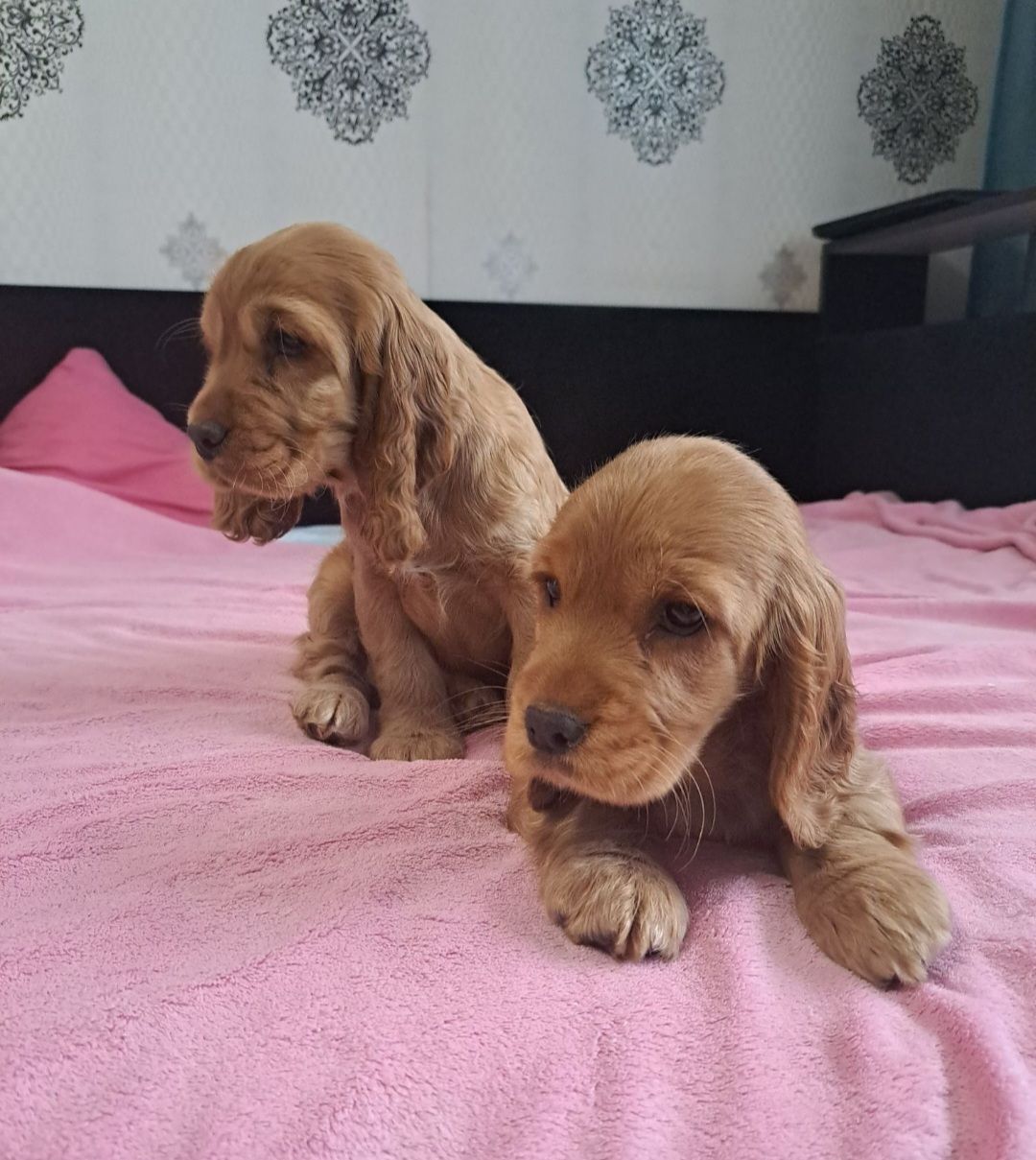 Щенки английский кокер спаниель