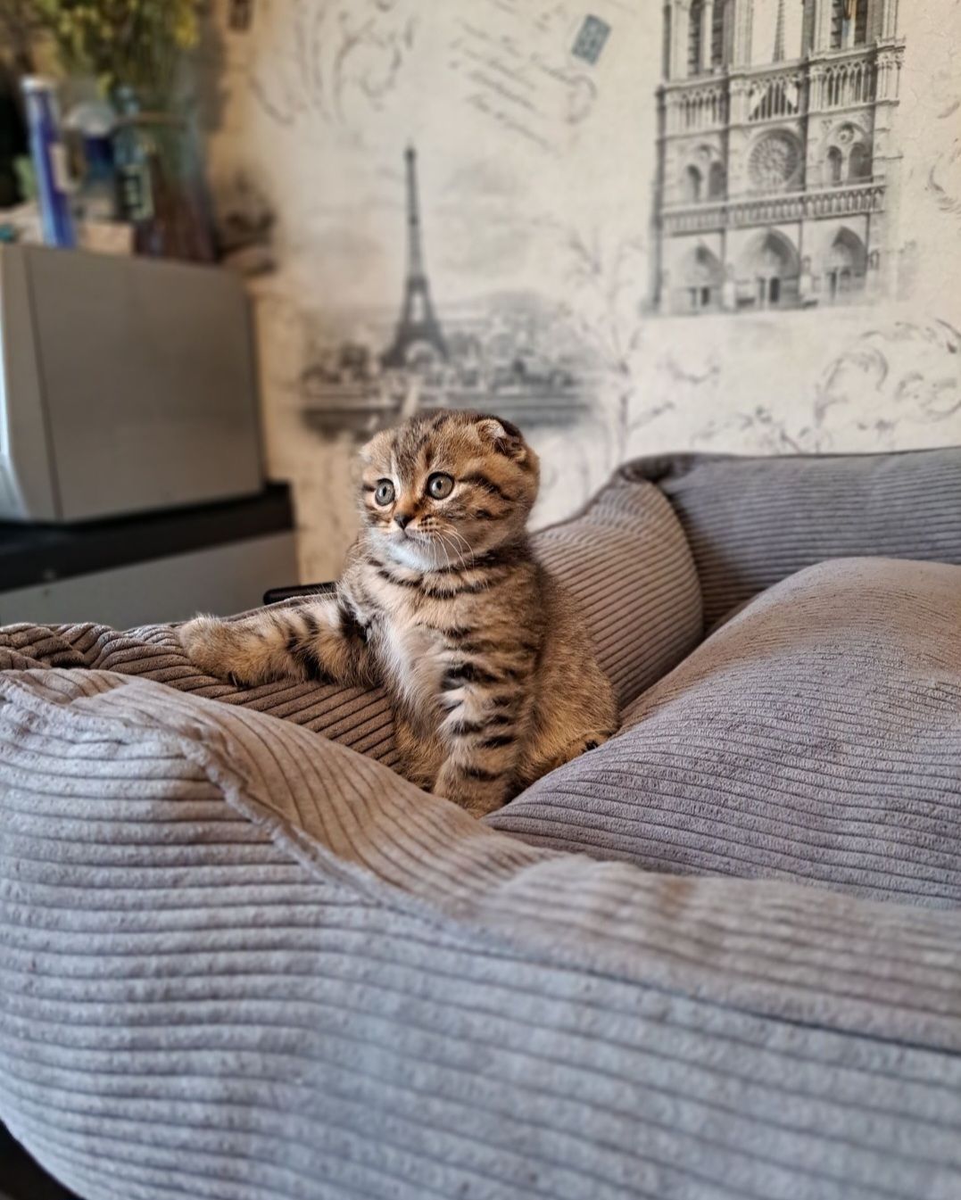 Котята шотландские