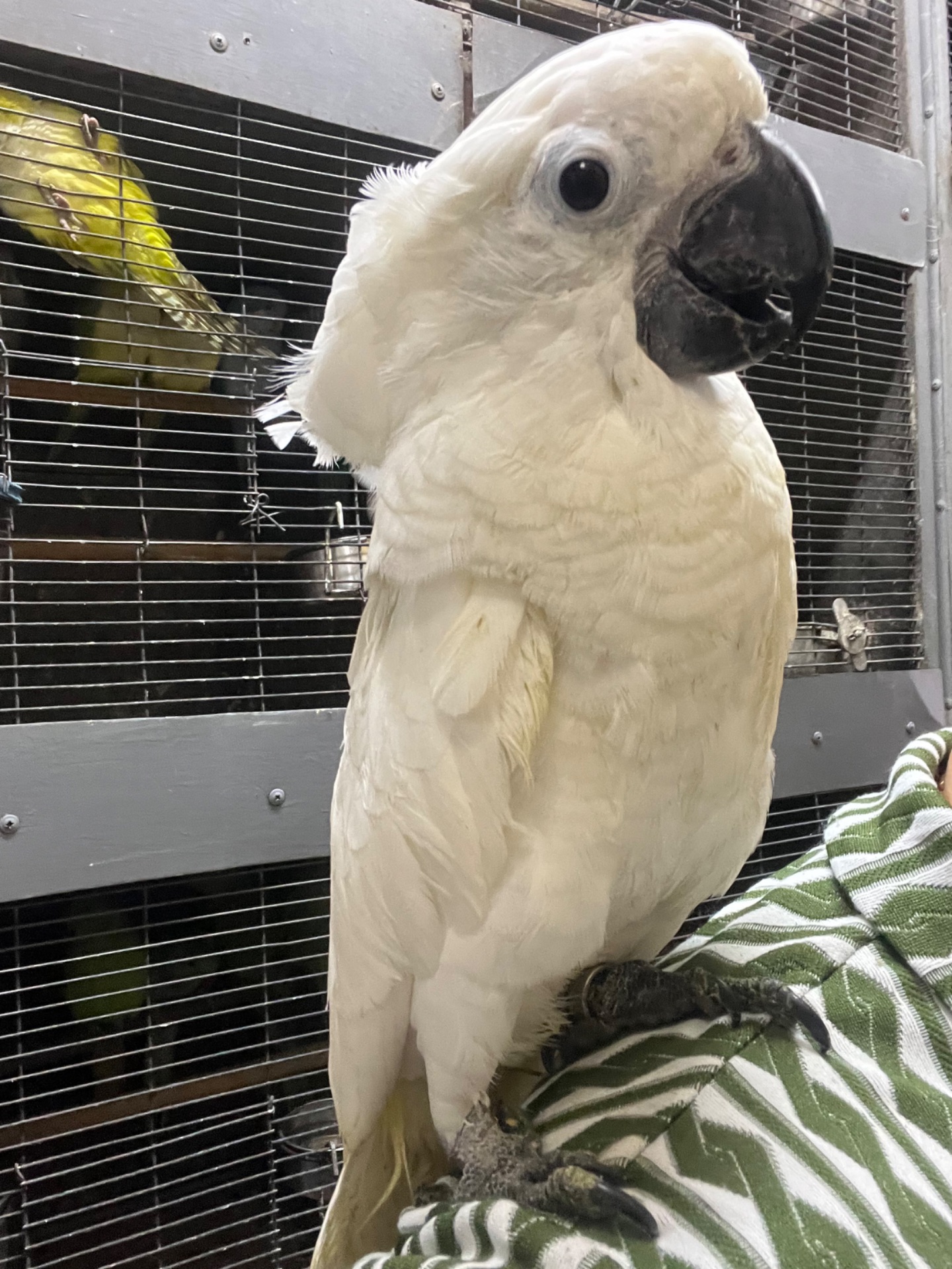 Какаду Альба ручний малюк пташеня