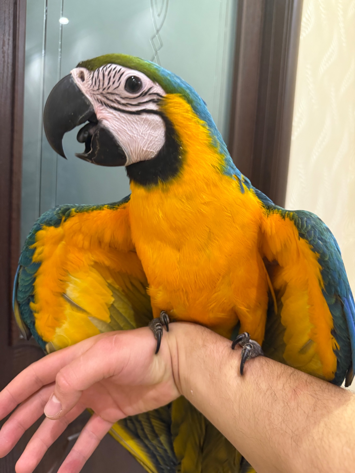 Синьо жовтий папуга Ара