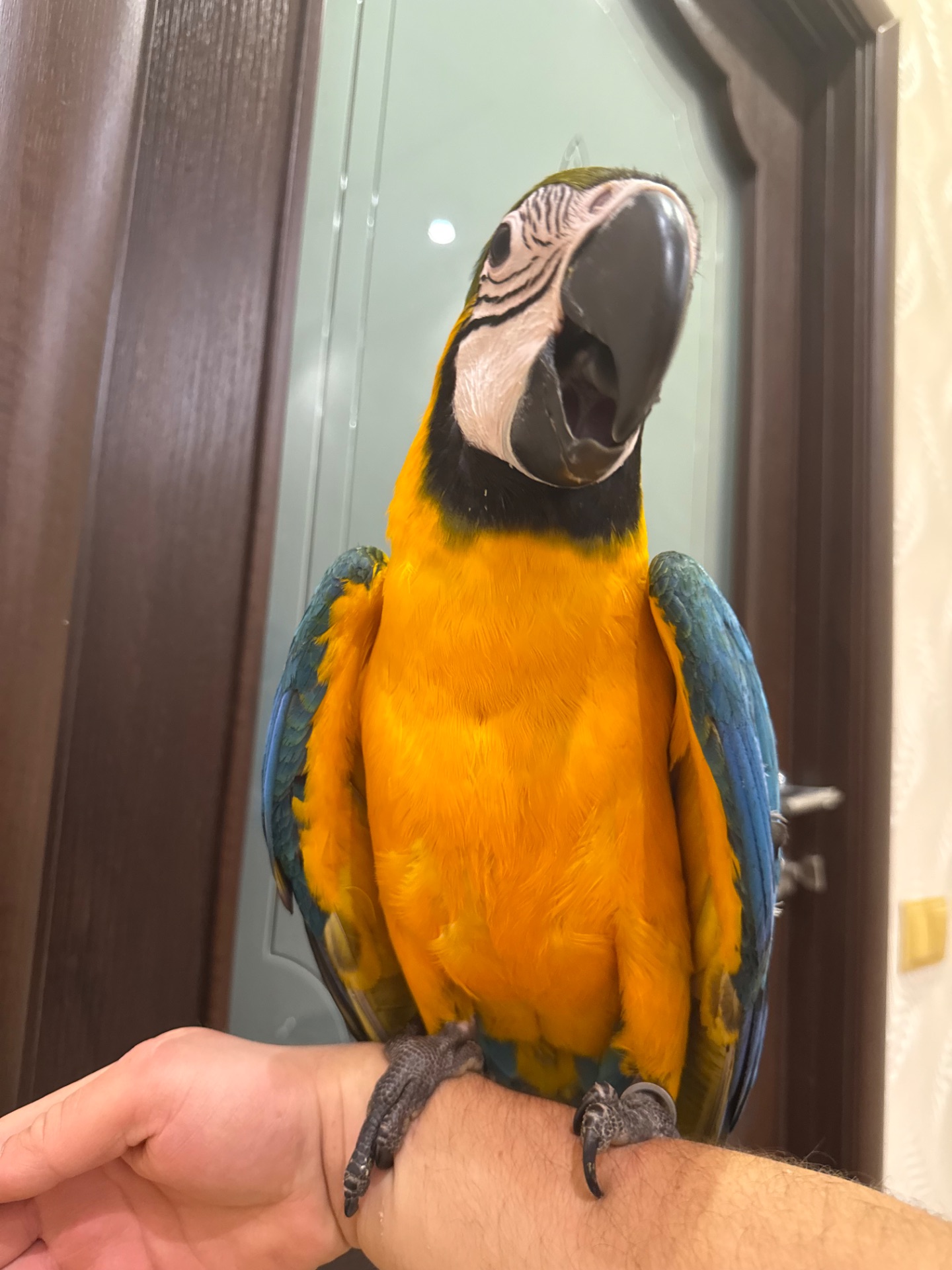 Синьо жовтий папуга Ара