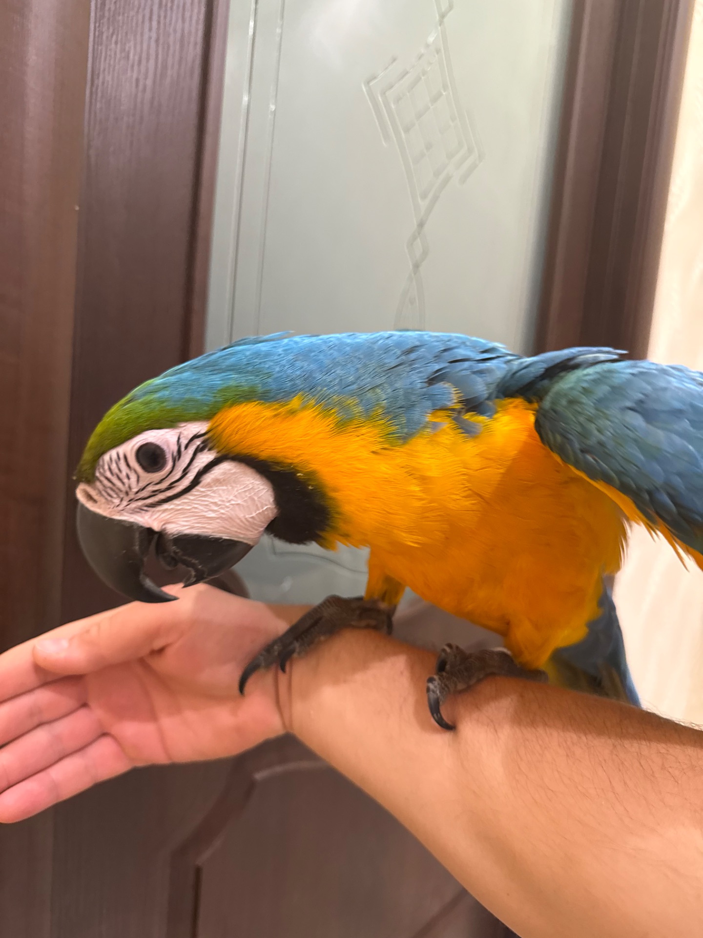 Синьо жовтий папуга Ара