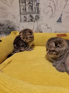 Котята шотландские