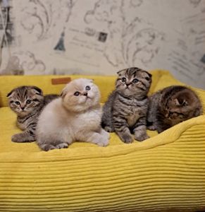 Котята шотландские