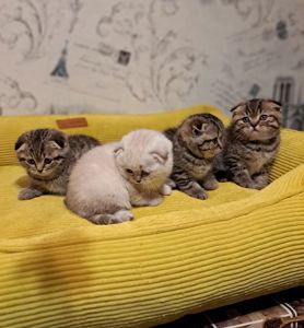 Котята шотландские