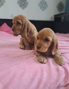 Щенки английский кокер спаниель