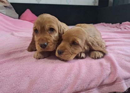 Щенки английский кокер спаниель