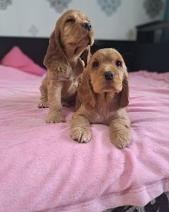 Щенки английский кокер спаниель