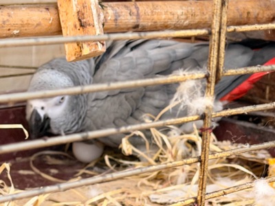 Самка Жако несет яйца