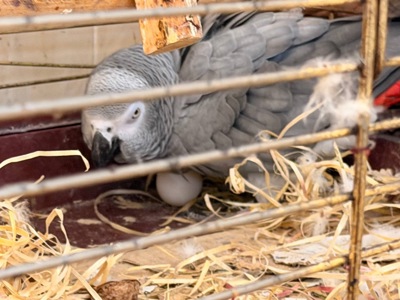 Самка Жако несет яйца