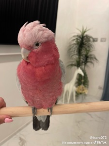 Розовый какаду птенцы выкормыши