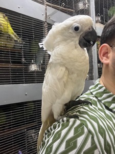 Какаду Альба ручний малюк пташеня