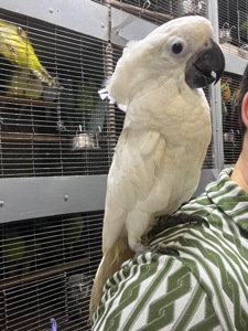 Какаду Альба ручний малюк пташеня