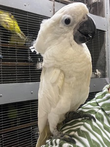 Какаду Альба ручний малюк пташеня