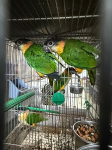 Папуга каік стрибун, веселий та активний малюк