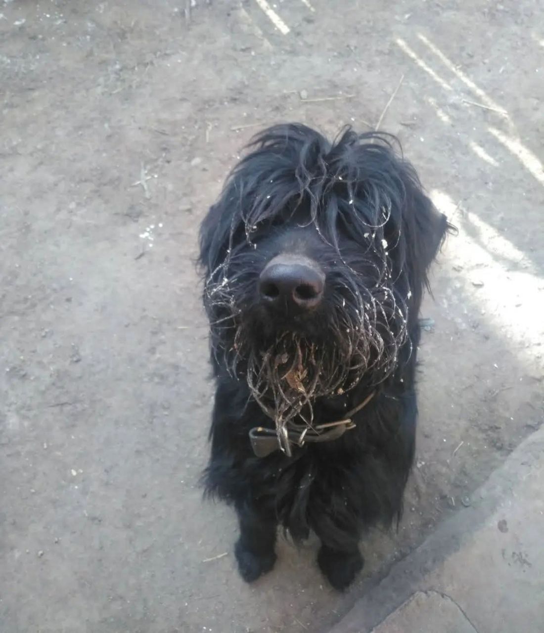 Взрослый пес