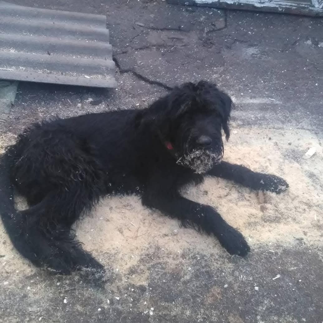 Взрослый пес