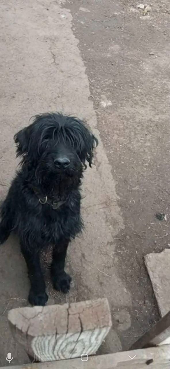 Взрослый пес