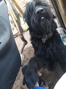 Взрослый пес