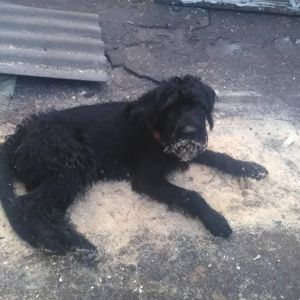 Взрослый пес