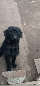 Взрослый пес