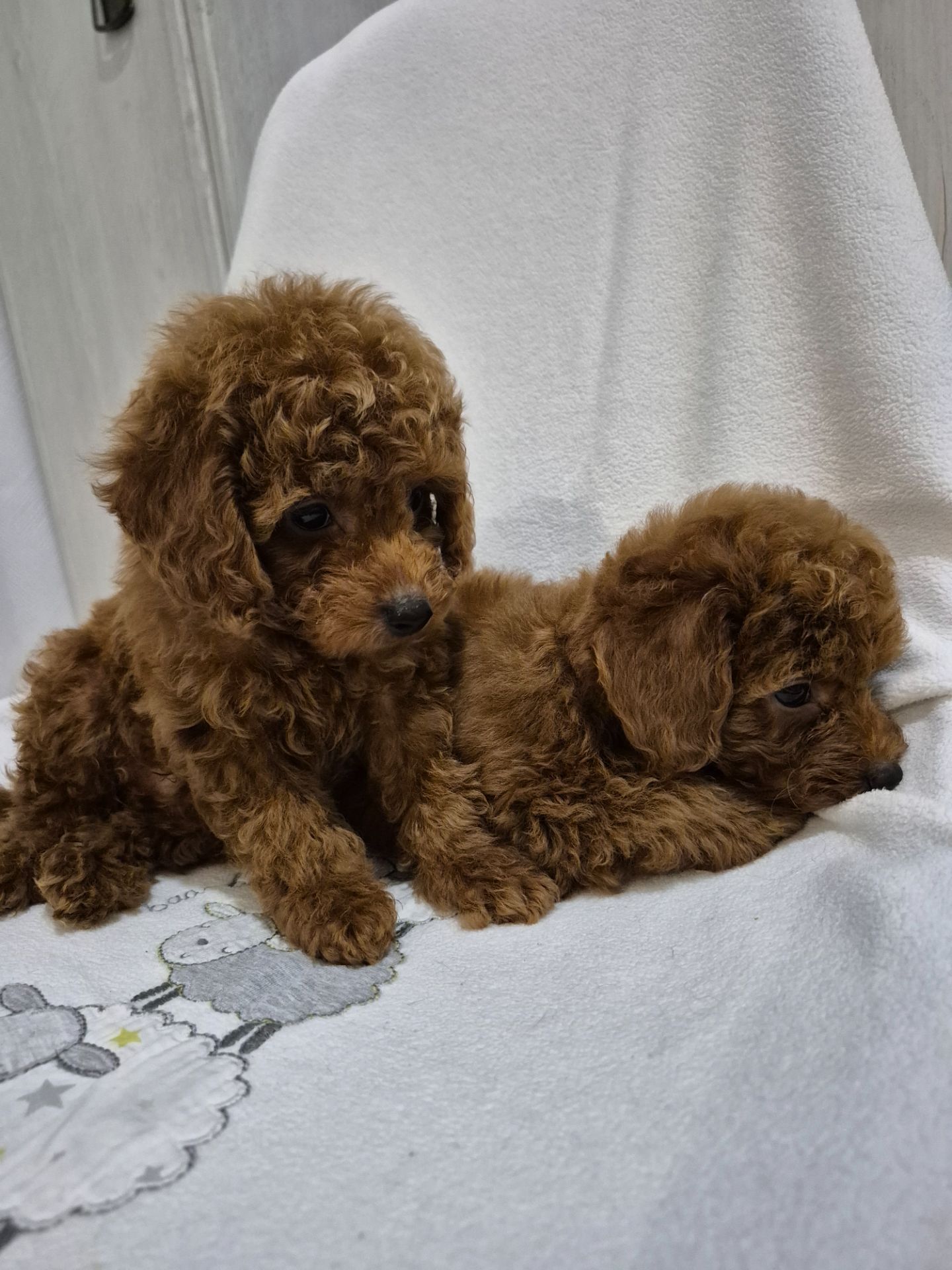 Хлопчик міні пуделя