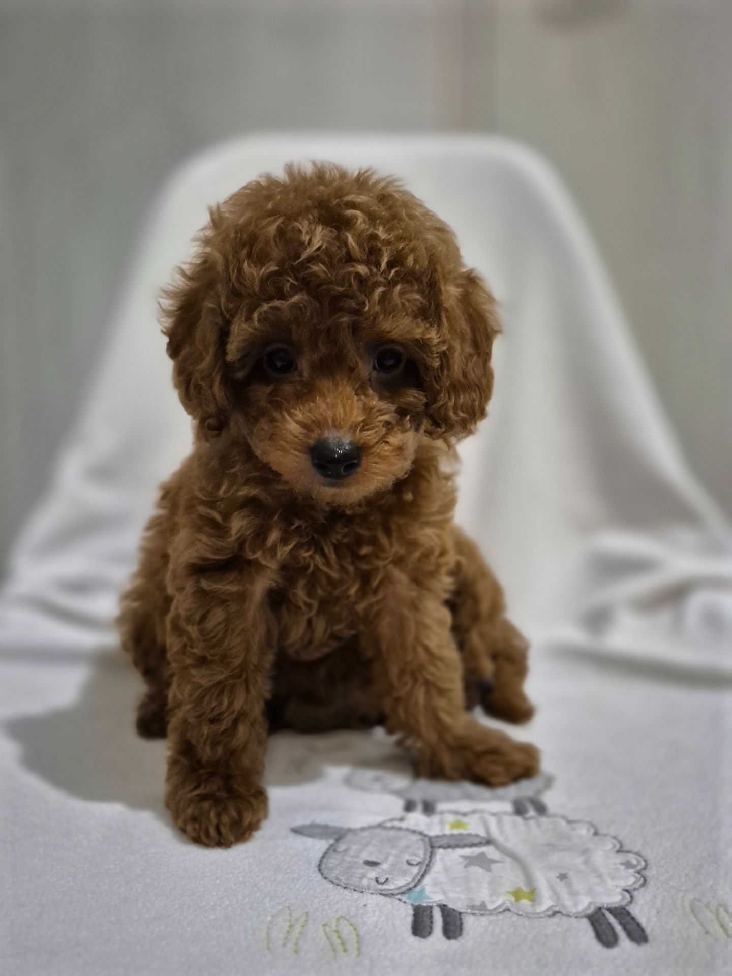 Хлопчик міні пуделя