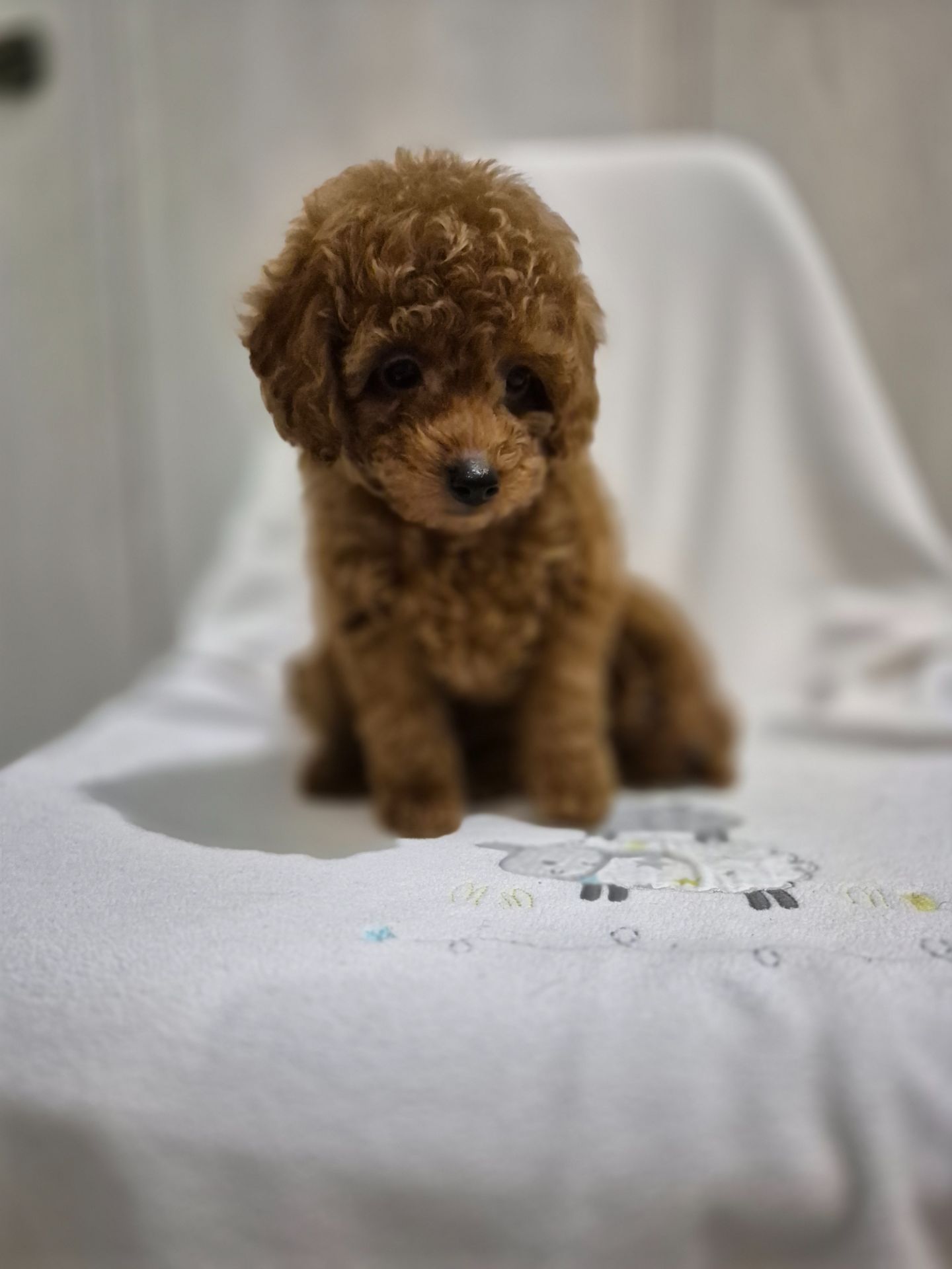 Хлопчик міні пуделя