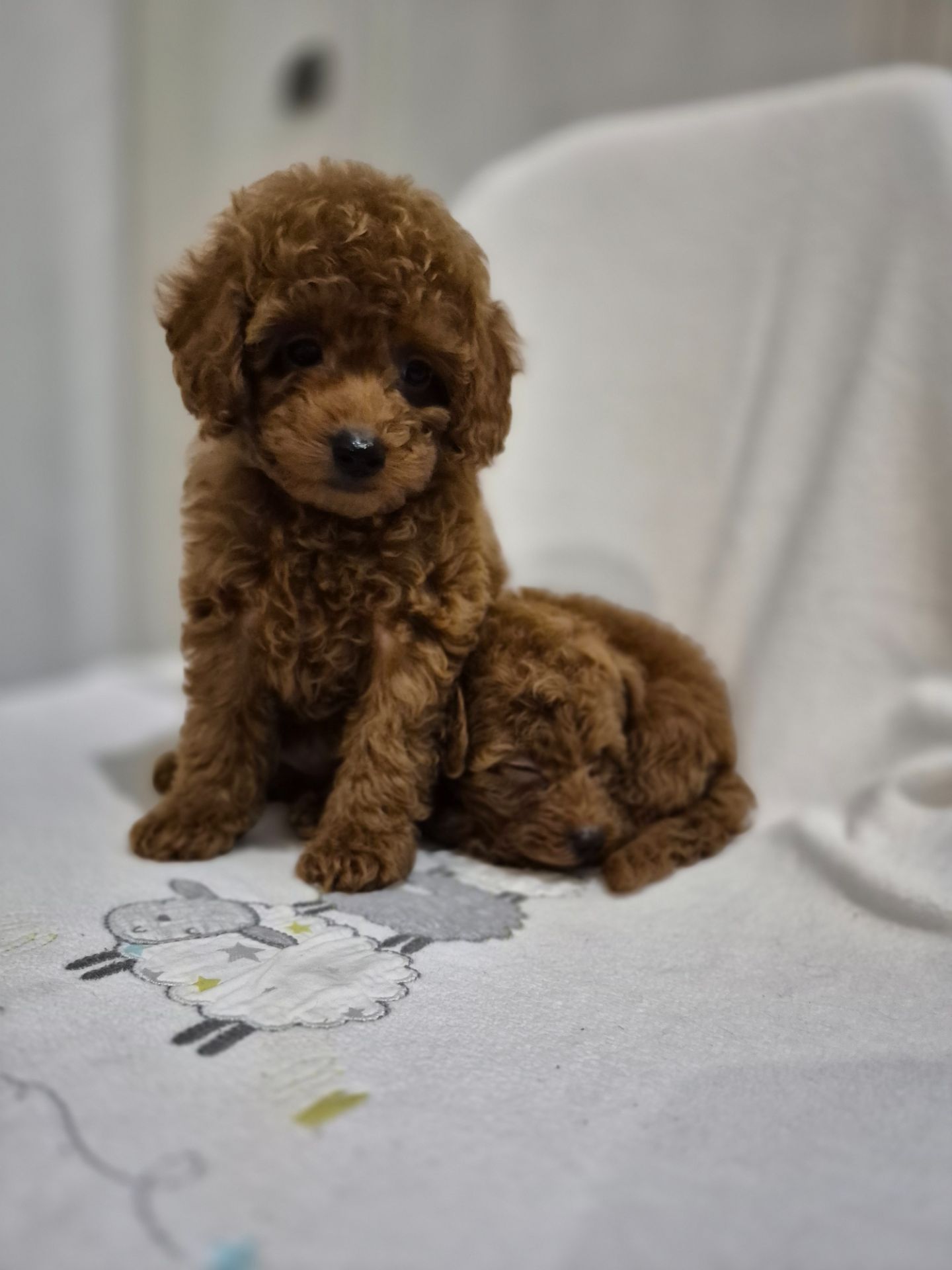 Хлопчик міні пуделя