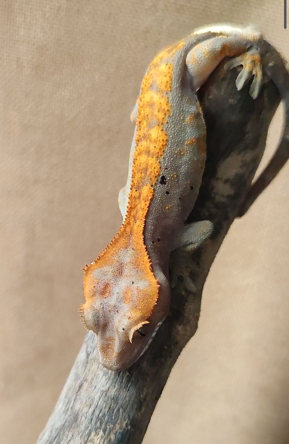 Бананоеды своего разведения