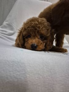 Хлопчик міні пуделя