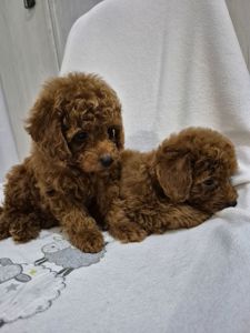 Хлопчик міні пуделя