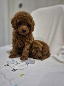 Хлопчик міні пуделя