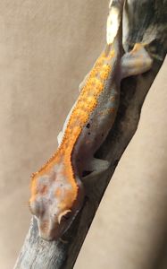 Бананоеды своего разведения