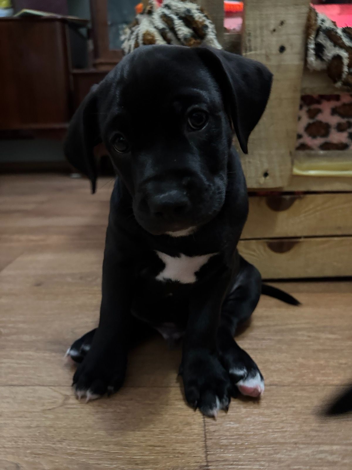 Щенки Американского стаффордширского терэра