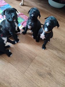 Щенки Американского стаффордширского терэра