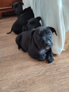 Щенки Американского стаффордширского терэра