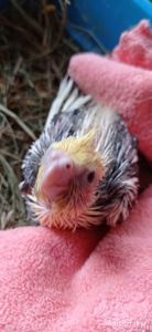 Малюк корелли Патрік