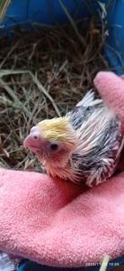 Малюк корелли Патрік