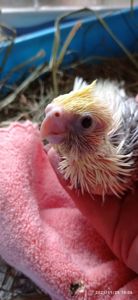 Малюк корелли Патрік