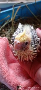 Малюк корелли Патрік