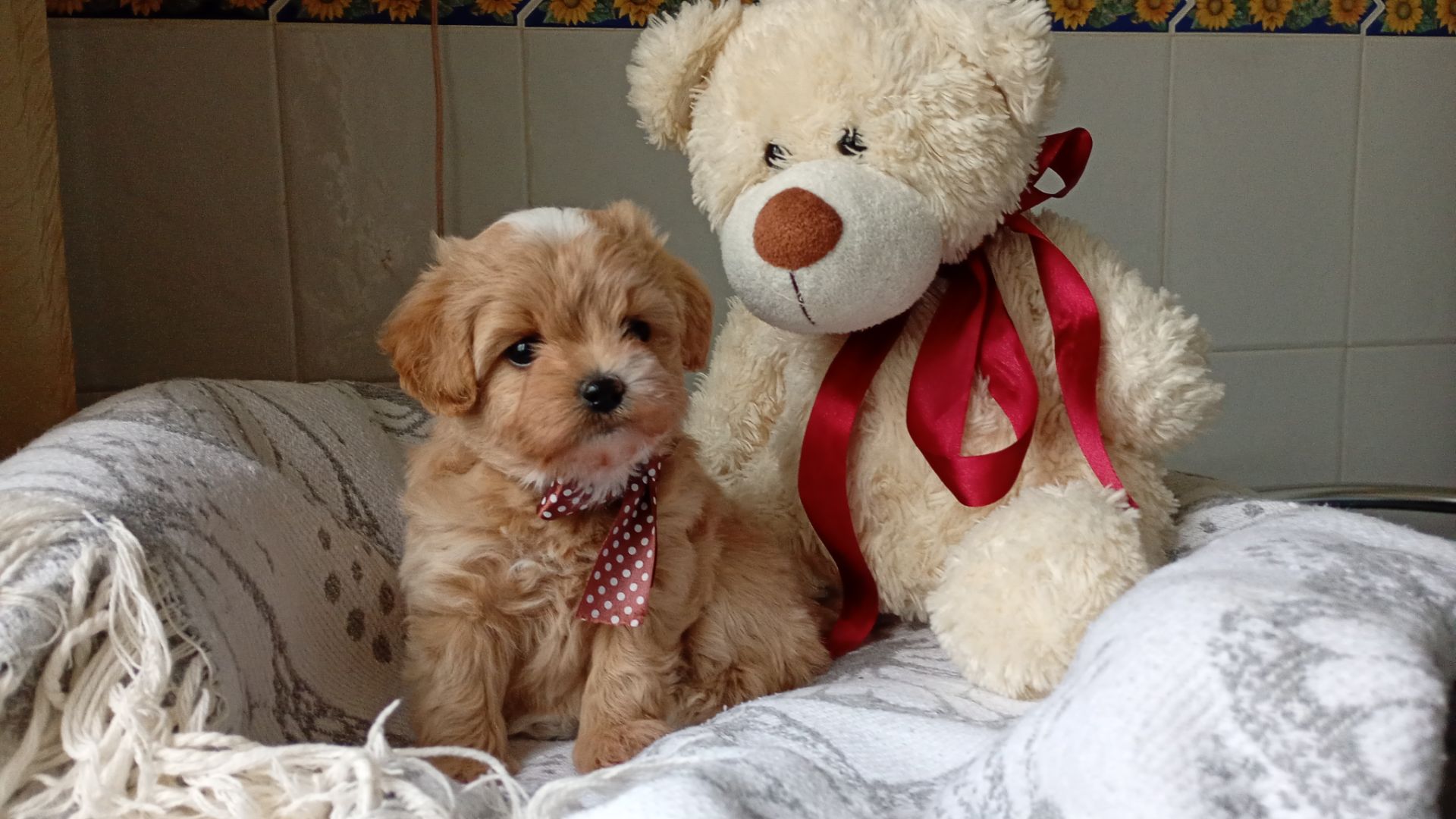 Лялькові мальтіпу Ф1 хлопчики