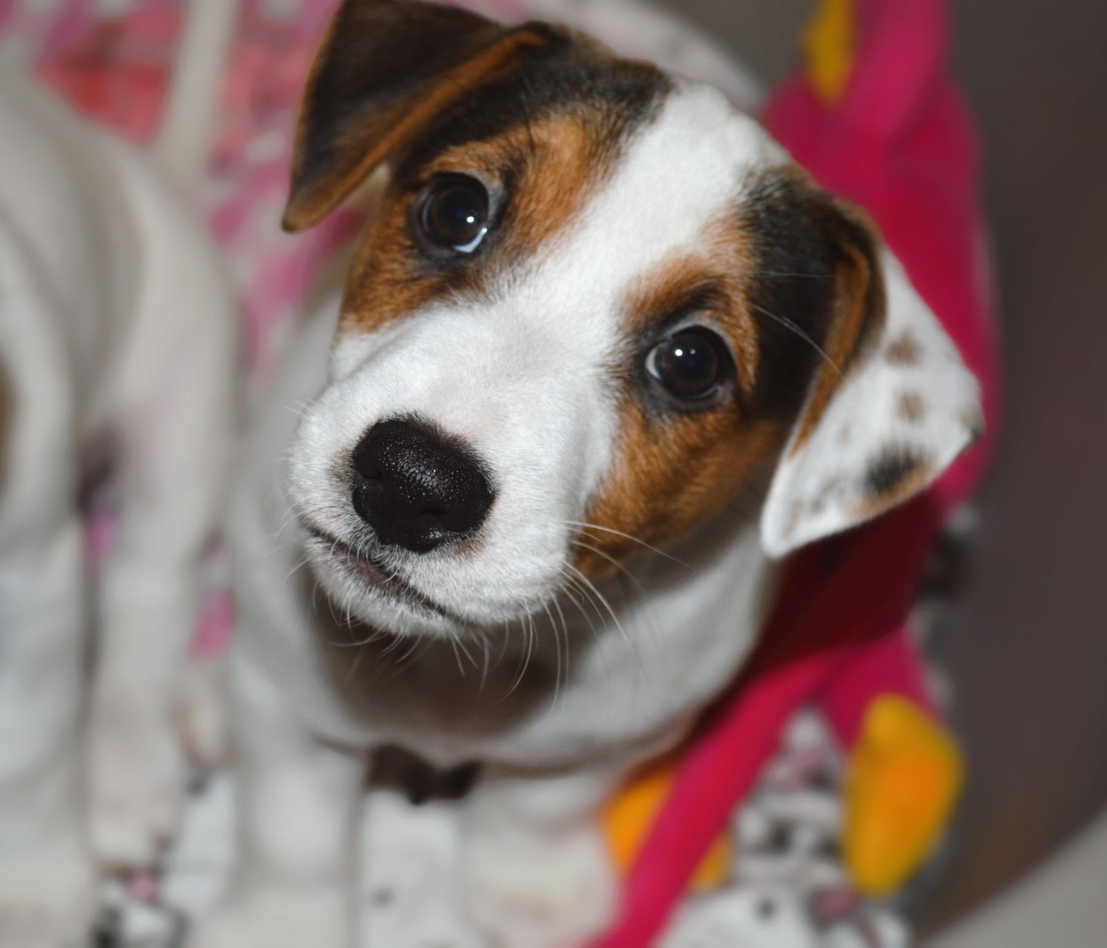 Цуценя Джека рассела тер'єра