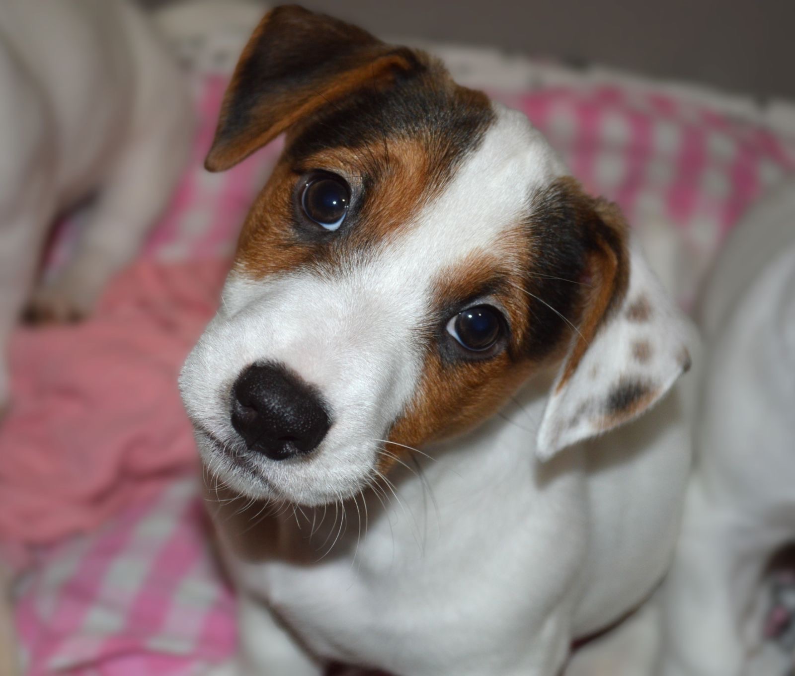 Цуценя Джека рассела тер'єра